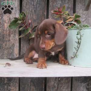 Sammy, Dachshund Puppy